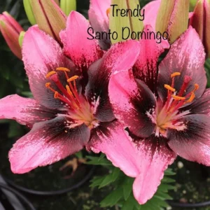 A close up of two pink flowers with the words trendy santo domingo