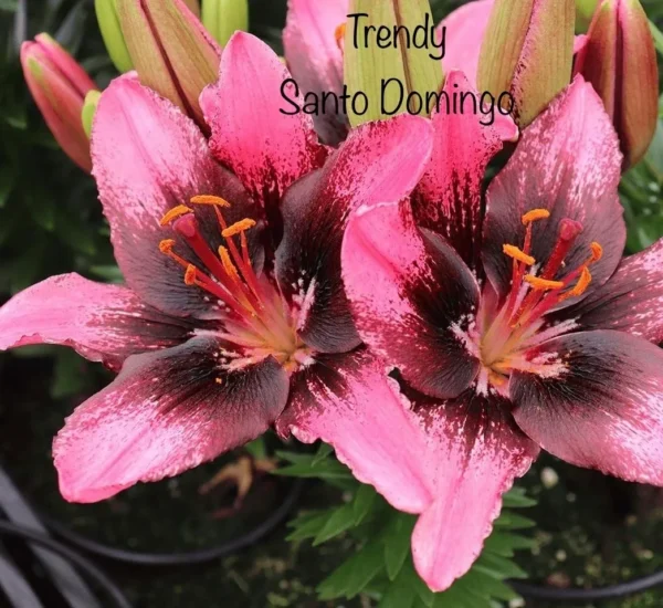 A close up of two pink flowers with the words trendy santo domingo