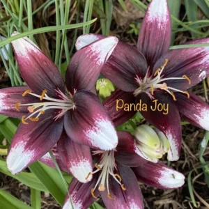A close up of some purple flowers with white tips
