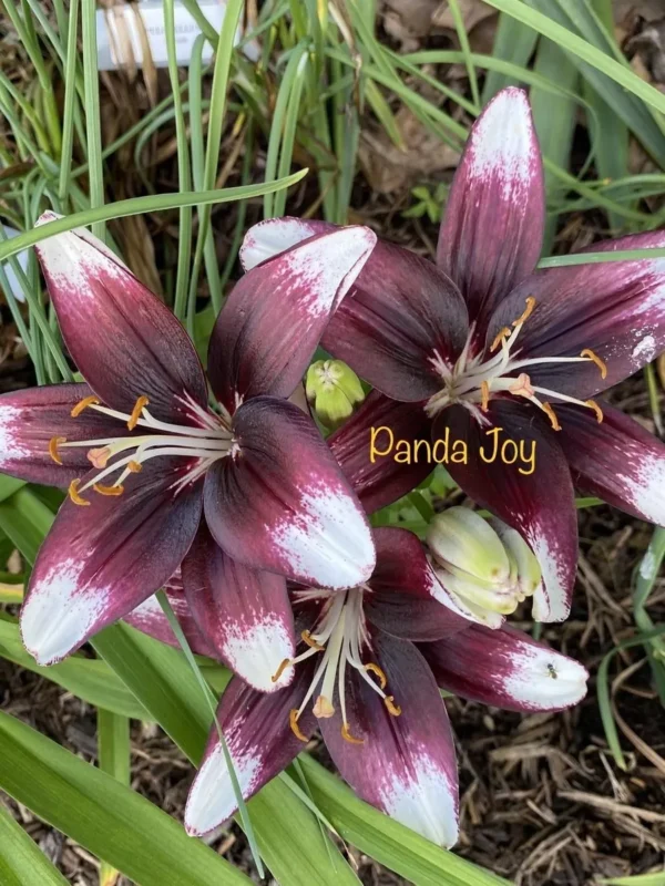 A close up of some purple flowers with white tips