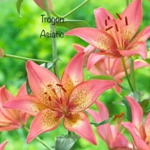 A close up of some pink flowers with green leaves in the background