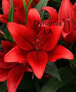 Close-up vibrant red lily with green leaves