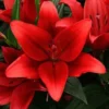 Vibrant red lily blossoms with green foliage