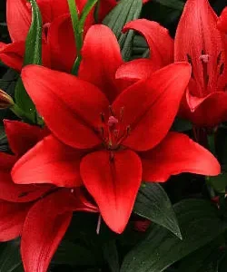 Vibrant red lily blossoms with green foliage