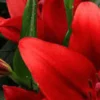 A close up of red flowers with green stems