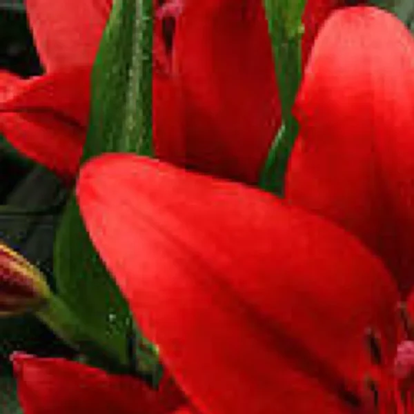 A close up of red flowers with green stems