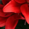 A close up of red flowers with leaves