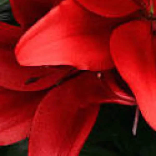 A close up of red flowers with leaves
