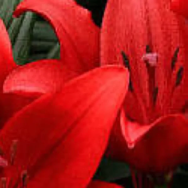 Close-up of red lily blossoms