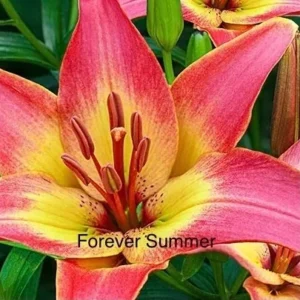 Vibrant pink and yellow lily close-up