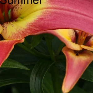 A close up of the flower of a pink and yellow lily.