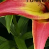 A close up of the flower with the word forever written underneath it.