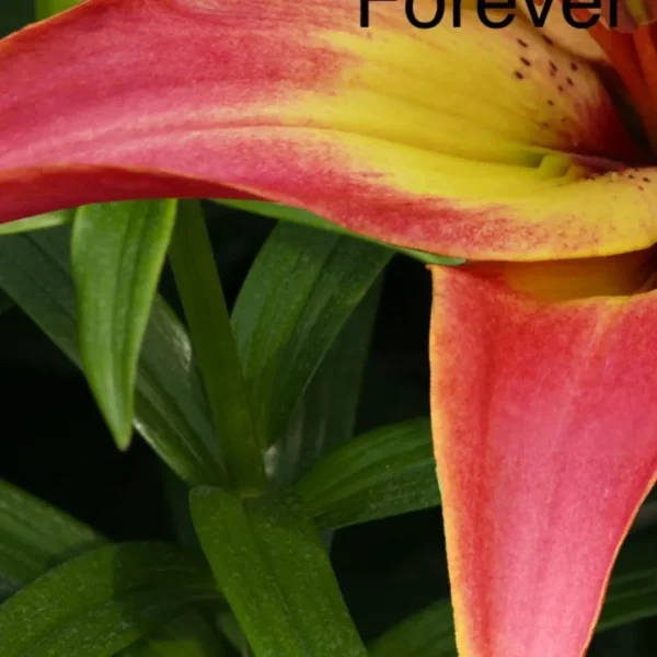 A close up of the flower with the word forever written underneath it.