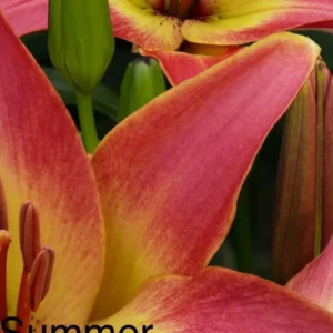 A close up of the flowers with the word summer written underneath them.