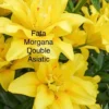 Fata Morgana double Asiatic yellow lilies