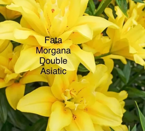 Fata Morgana double Asiatic yellow lilies