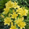 Sunlit cluster of yellow garden lilies