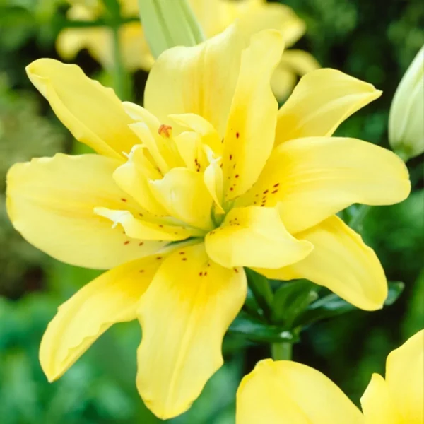 Yellow double lily blossom close-up