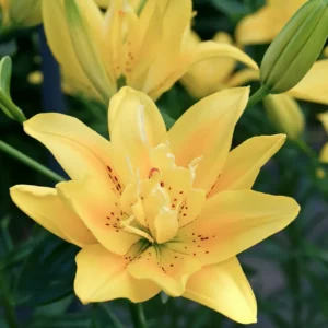Yellow double-flowered lily with green buds