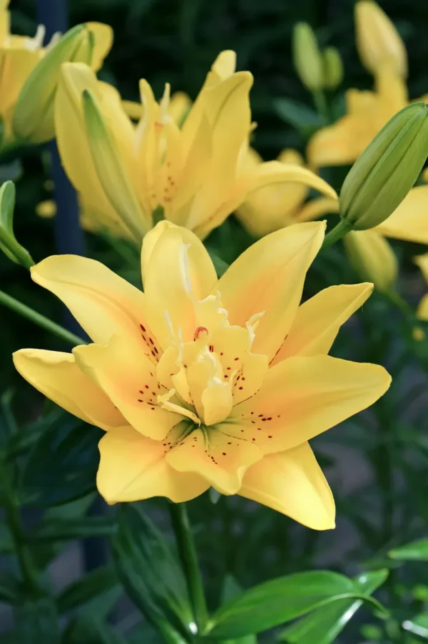 Close-up of vibrant yellow lily bloom