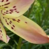 Close-up of spotted yellow lily petal