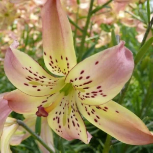 Pink and yellow spotted lily close-up