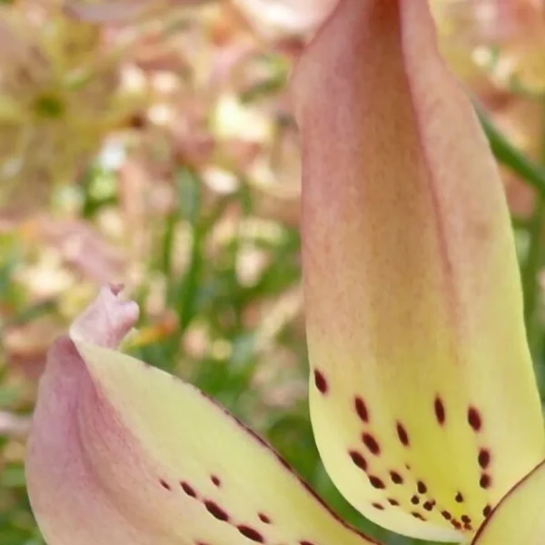 Close-up of spotted yellow lily petals