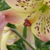 Yellow lily with pink edges and spots