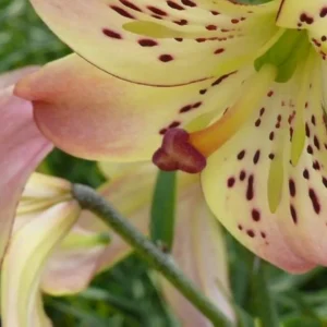 Yellow lily with pink edges and spots