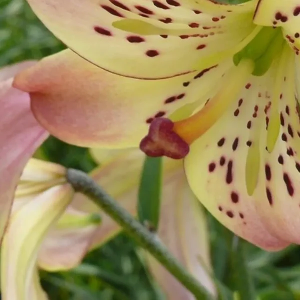 Yellow lily with pink edges and spots