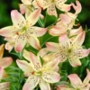 pale pink-speckled lilies in bloom
