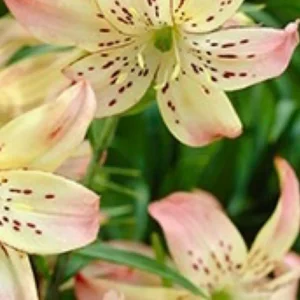 Cluster of spotted peach lilies