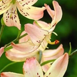 Soft peach lily blooms with spots