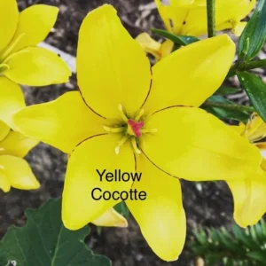 A close up of the yellow flower with text