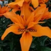 A close up of some orange flowers with the word " scoubidou " written underneath.