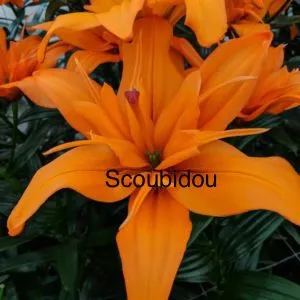 A close up of some orange flowers with the word " scoubidou " written underneath.