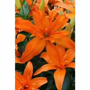 Layered orange lily blooms with green leaves