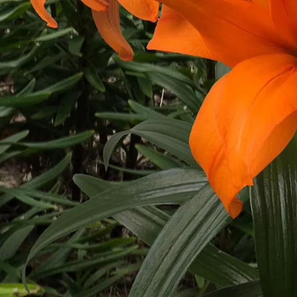 Vibrant orange lily close-up with green leaves