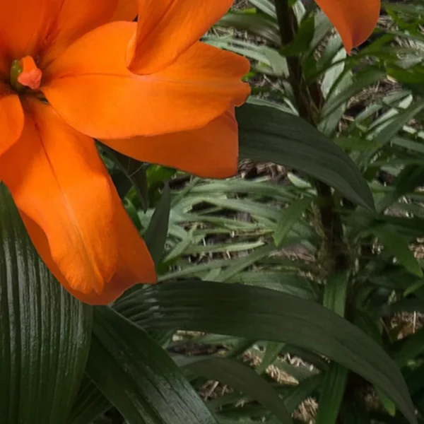 vibrant orange lily bloom with green foliage