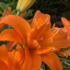 Fiery orange lily bloom close-up