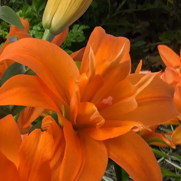 Fiery orange lily bloom close-up
