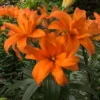 Cluster of vivid orange lilies in bloom