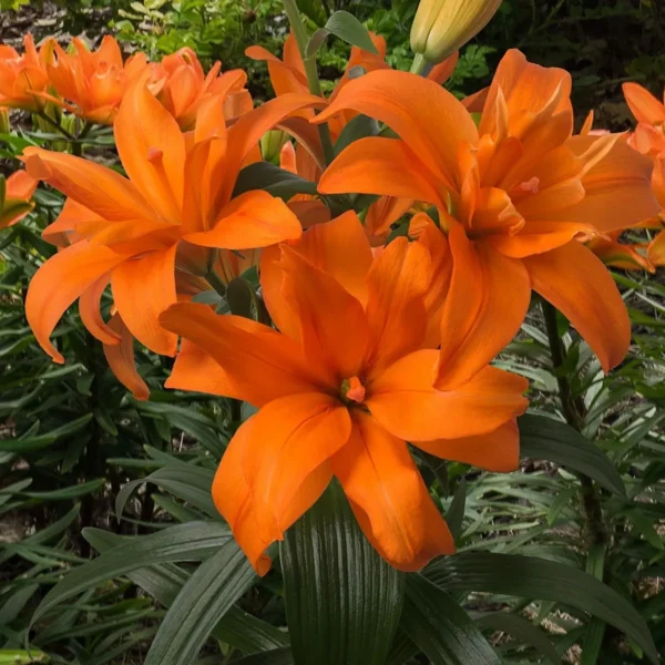 Cluster of vivid orange lilies in bloom