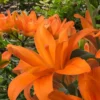 Close-up of vibrant orange lily blossoms