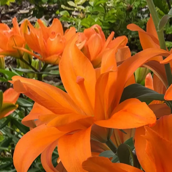 Close-up of vibrant orange lily blossoms