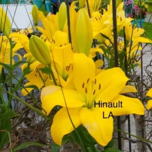 A close up of some yellow flowers with text