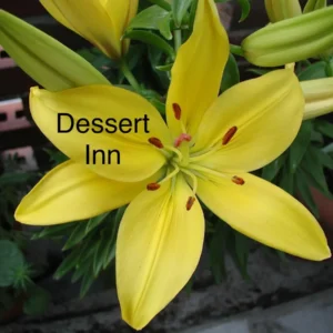 A yellow flower with the words " dessert inn " written on it.