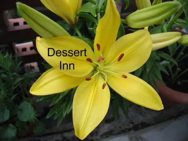 A yellow flower with the words " dessert inn " written on it.