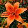 Sunset Boulevard orange lily bloom