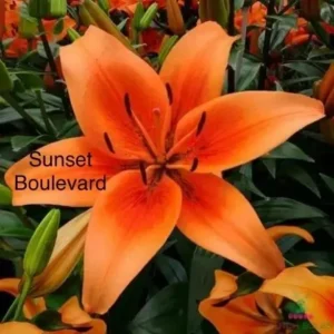 Sunset Boulevard orange lily bloom